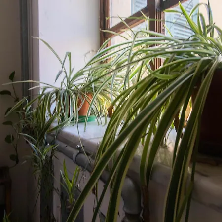 Porta Pia - Cozy Flat Apartment